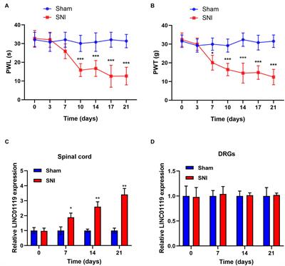 Long Non-coding RNA LINC01119 Promotes Neuropathic Pain by Stabilizing BDNF Transcript